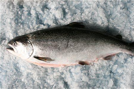 Fresh Whole NZ King Salmon (approx 5-7kg) (Deposit Only) - $400/kg