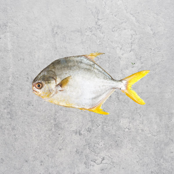 Whole Fresh Golden Pomfret 400gm