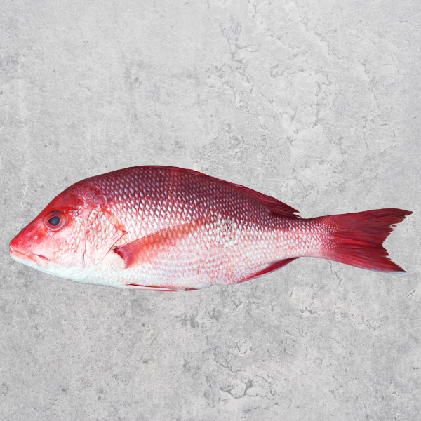 Whole Fresh Snapper 600-650gm