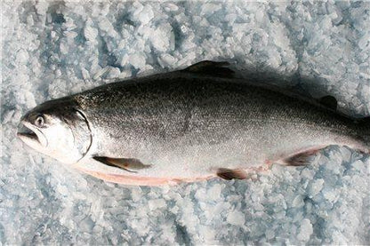 Fresh Whole NZ King Salmon (2 - 4kg)   (Deposit Only - $380/kg)