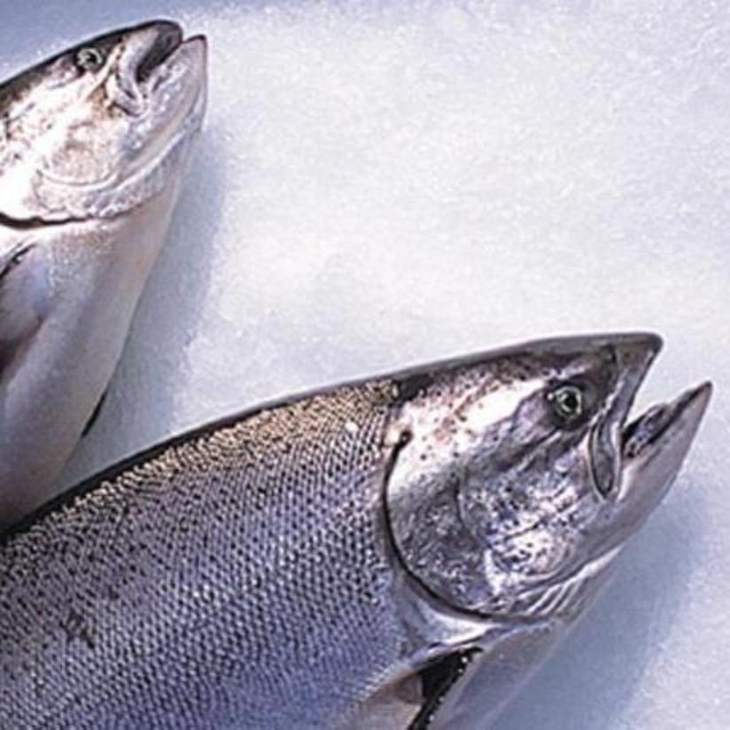 Fresh Whole NZ King Salmon (2 - 4kg)   (Deposit Only - $380/kg)