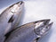Fresh Whole NZ King Salmon (2 - 4kg)   (Deposit Only - $380/kg)
